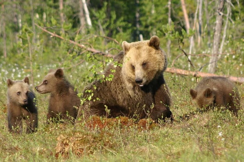 Suomussalmi, Finland: Bear Watching and photography night - Clothing, weather, and mosquitoes
