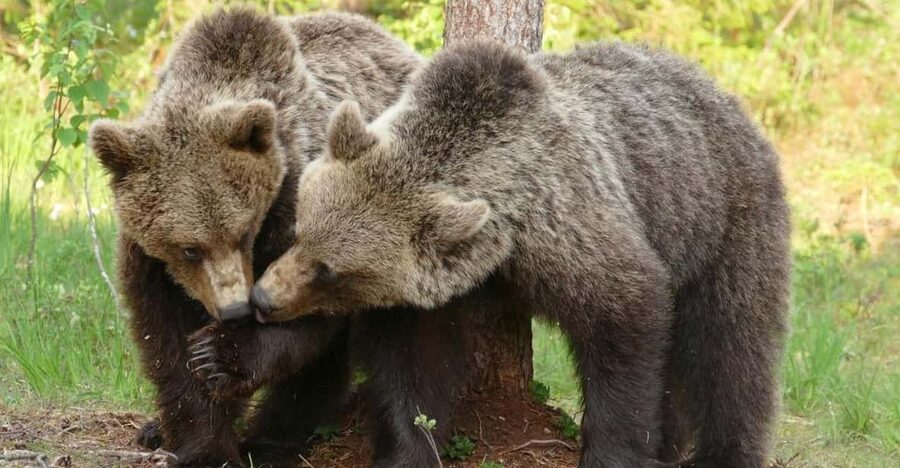 Suomussalmi, Finland: Bear Watching and photography night - Getting there and returning the next morning