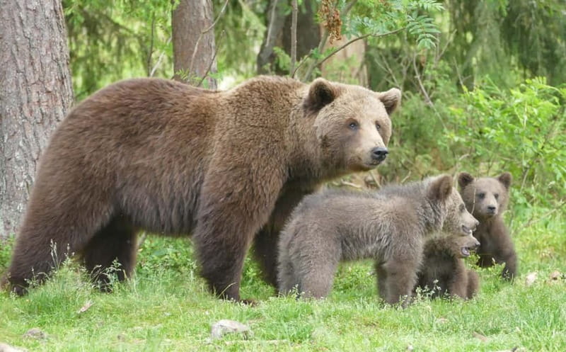 Suomussalmi, Finland: Bear Watching and photography night - The 4 p.m. start at Martinselkonen Wilds Centre
