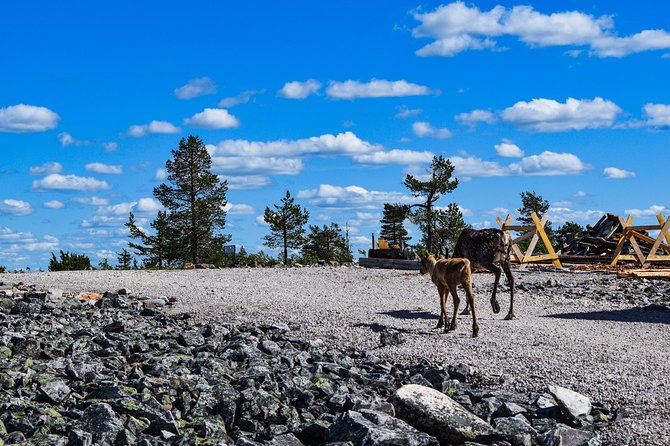 Trip to Pyhä-Luosto National Park and Amethyst Mine - Who Will Enjoy This Day Trip?