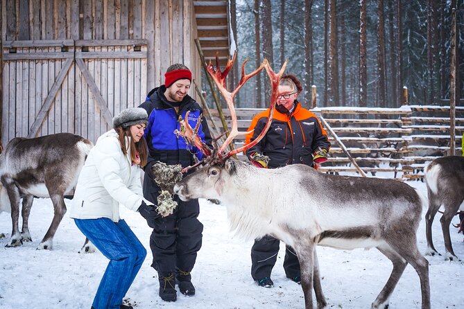 Two Full Days in Lapland - Day 2 Morning: Feeding Reindeer at a Working Farm