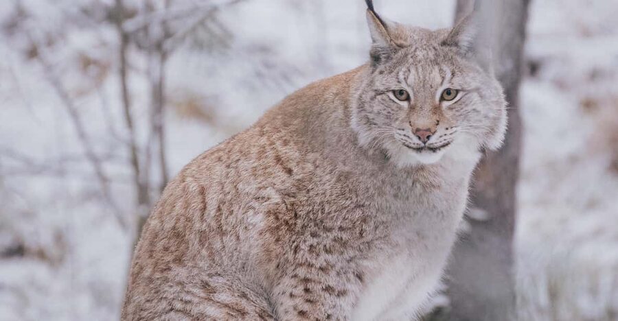 Visit Ranua Wildlife Park with Photographer - Key points to know before you book