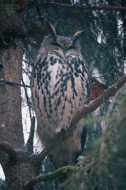 Visit Ranua Wildlife Park with Photographer - Meeting Lapland’s best-known animals