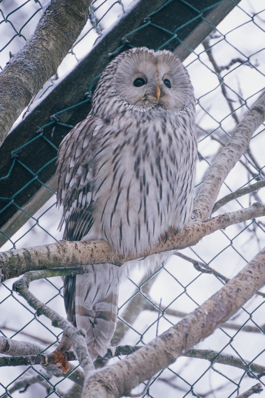Visit Ranua Wildlife Park with Photographer - Is $153 a fair price?