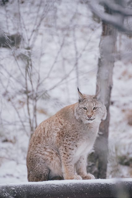 Visit Ranua Wildlife Park with Photographer - Who will enjoy this outing most?