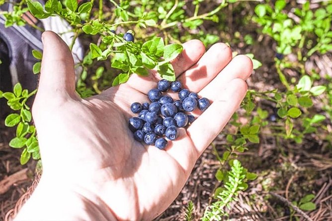 Wild Berries and Mushroom picking tour - Why foraging suits Rovaniemi so well