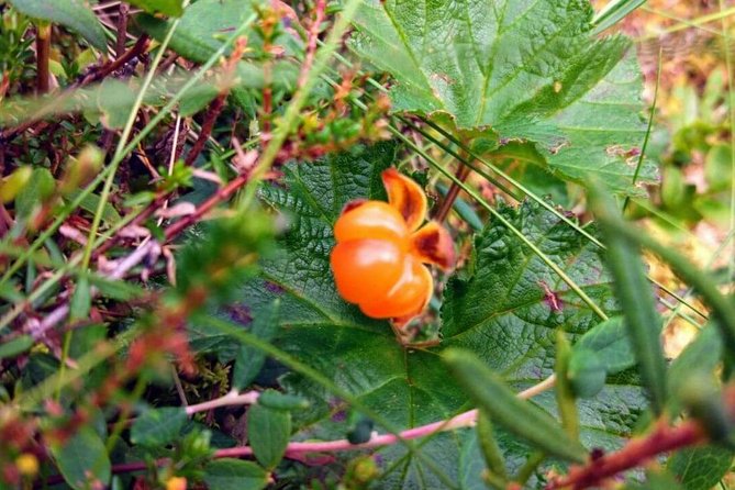 Wild Berries and Mushroom picking tour - What three hours really gives you