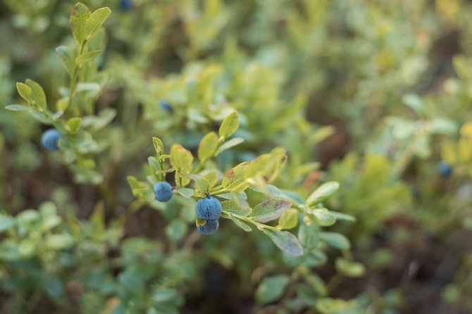 Wild Berries and Mushroom picking tour - Is the $104 price fair?