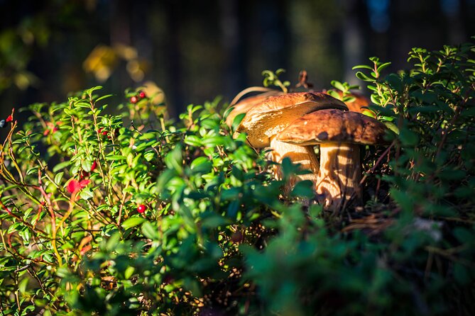 Wild Berries and Mushroom picking tour - Leaving Rovaniemi for the forest