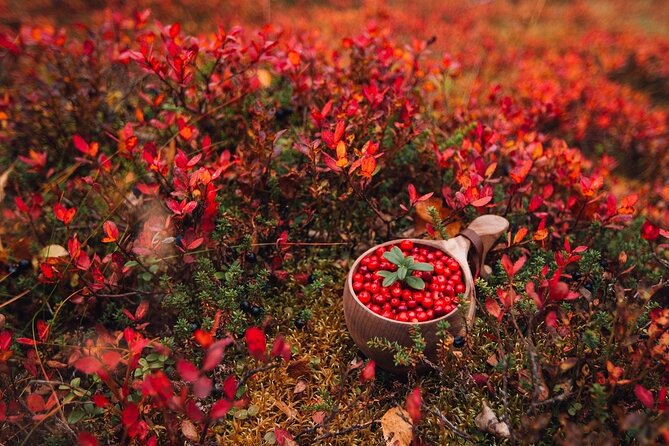 Wild Food & Foraging Hike with Open Fire Lunch - Walking through the forests around Lake Inari