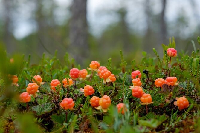 Wild Forest Berries and Mushrooms Picking Tour - Key points at a glance