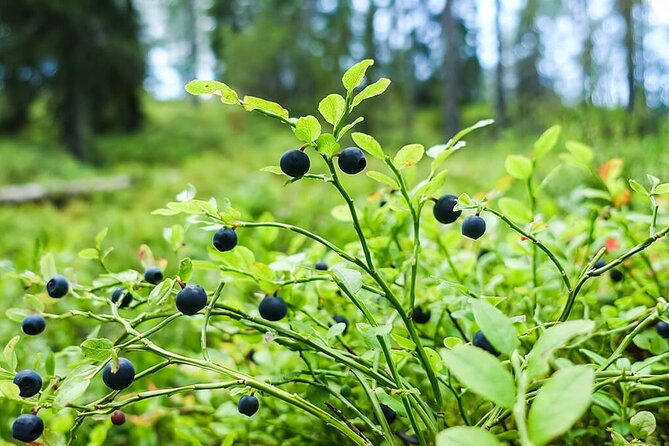 Wild Forest Berries and Mushrooms Picking Tour - Why forest foraging belongs on a Rovaniemi itinerary