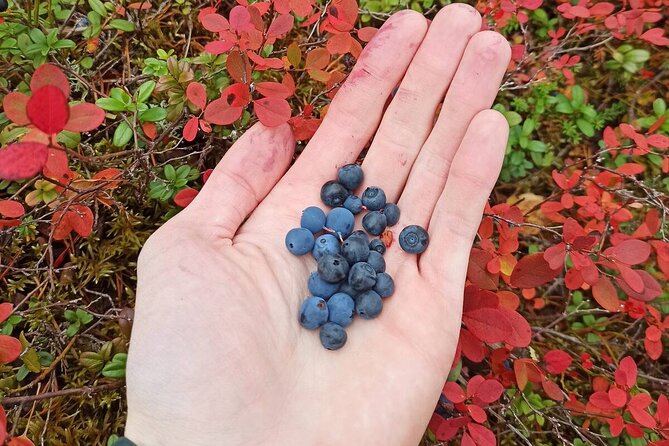 Wild Forest Berries and Mushrooms Picking Tour - Snacks, drinks, and a campfire break