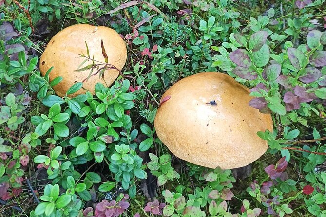 Wild Forest Berries and Mushrooms Picking Tour - What to bring and what the tour does not provide