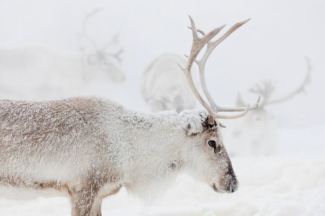 Wild Reindeers Safari + Lunch in Glass Igloo (private service) - What the three-hour schedule feels like