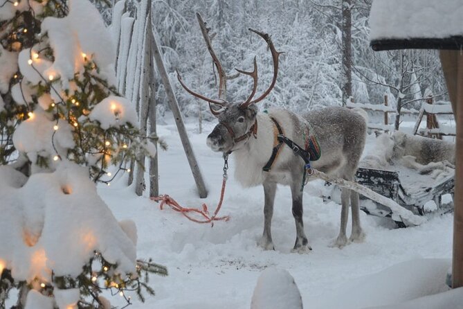 Wild Reindeers Safari + Lunch in Glass Igloo (private service) - Who will enjoy this most?