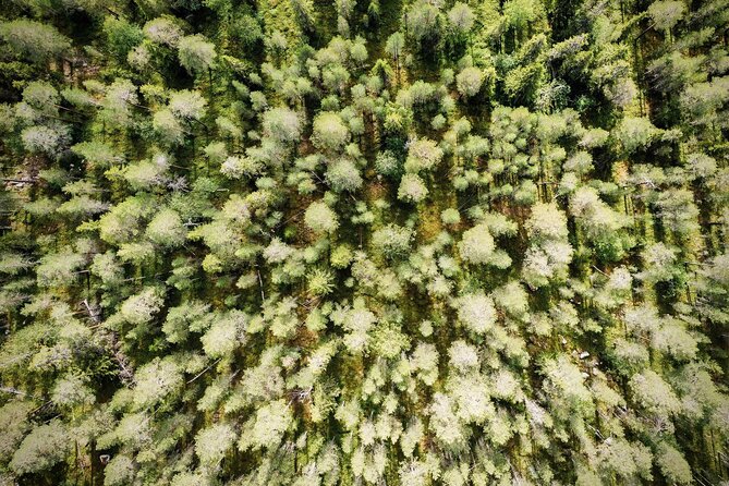 Wilderness Survival Tour - Summer & Autumn - Who will enjoy this forest outing?