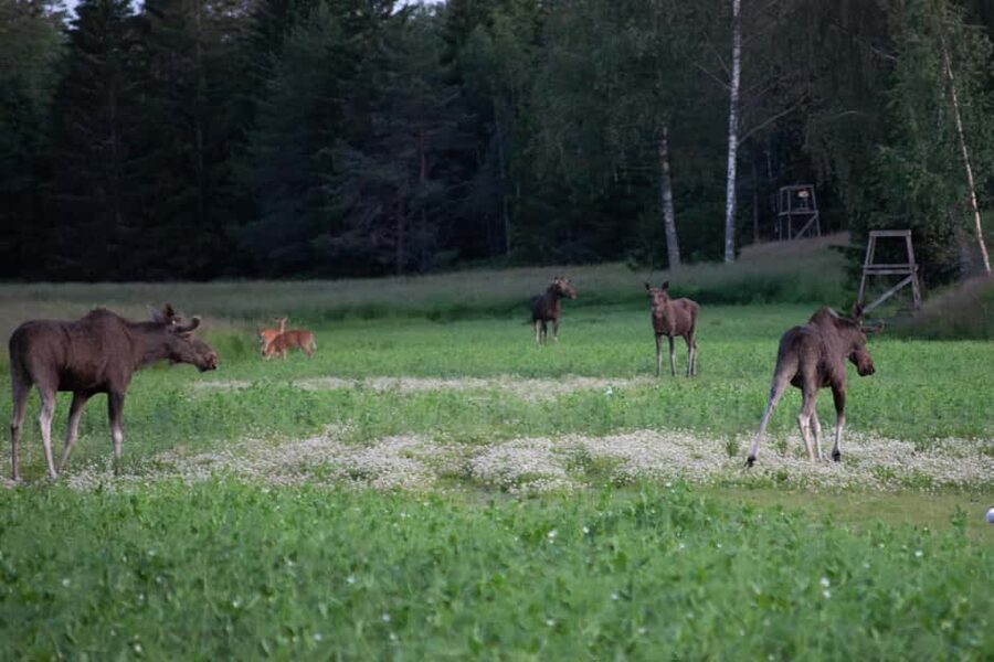 Wildlife safari with campfire dinner from Helsinki - Key points to know before you go