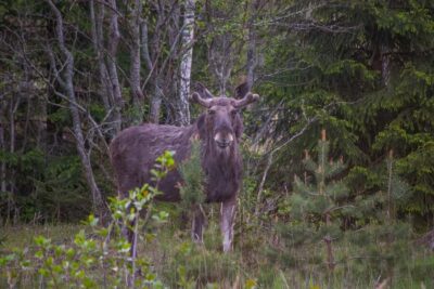 Wildlife safari with campfire dinner from Helsinki