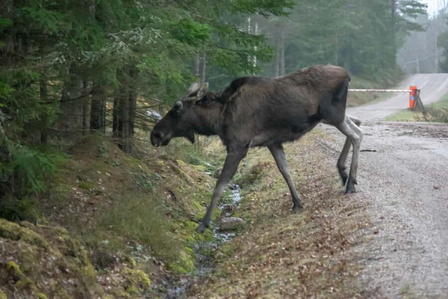 Wildlife safari with campfire dinner from Helsinki - The three-hour search for moose and deer