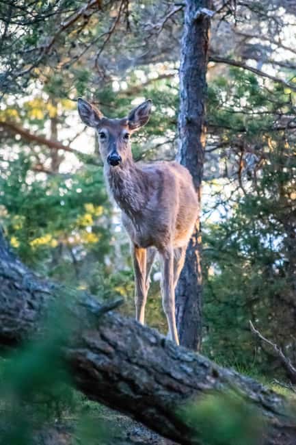 Wildlife safari with campfire dinner from Helsinki - What the small group changes