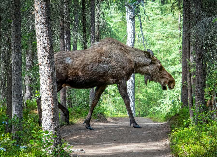 Wildlife safari with campfire dinner from Helsinki - Timing, clothing, and comfort