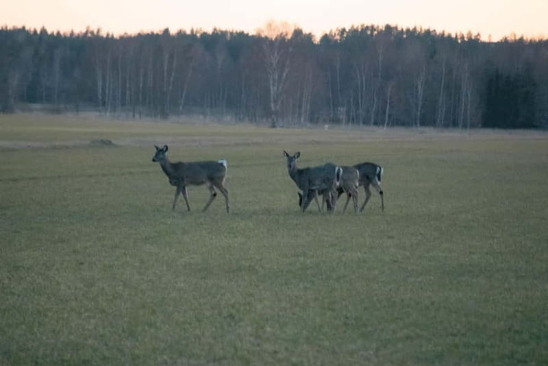 Wildlife safari with campfire dinner from Helsinki - Who should book this Porkkala outing?