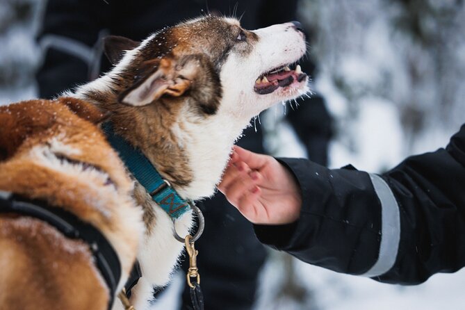 Winter highlights: Snowmobile, Arctic Animals And Santa<code>s Village – Key points to know before booking’ /></p>
<ul>
<li><strong>One busy Arctic day:</strong> The experience lasts about seven hours, beginning at 9:00 a.m. and ending back at the meeting point in Rovaniemi.</li>
<li><strong>Shared snowmobile riding:</strong> Two adults share one snowmobile, with one hour of driving time. Solo driving costs extra.</li>
<li><strong>Three animal and winter activities:</strong> You get a 500-meter reindeer sleigh ride, a 500-meter husky sleigh ride, and a reindeer driver’s license.</li>
<li><strong>Lunch is included:</strong> Choose traditional salmon soup or vegetarian soup at the farm. If you have a large family, confirm where and when lunch is served.</li>
<li><strong>Santa Claus Village is free time:</strong> After the organized activities, you have about two hours for Santa, the Arctic Circle line, shopping, and the post office.</li>
<li><strong>Bring the right license:</strong> Anyone driving must carry a valid physical driver’s license. A photo or provisional license is not accepted.</li>
</ul>
<h2 id="what-this-seven-hour-rovaniemi-tour-actually-covers">What this seven-hour Rovaniemi tour actually covers</h2>
<p><img width="667" height="446" decoding="async" src=